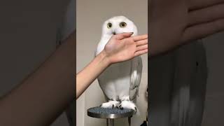 Snowy Owl Peek-a-Boo || ViralHog