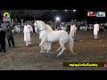 Dillan Da Jani l Ch Riaz Ahmad Gorsi l All Punjab Horse Dance ll Darbar Baba Tajuddin 18 Hazari 2022