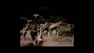 Joe Raposo Giraffe