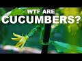 Cucumbers are melons, and sometimes they explode