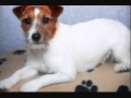 over 20 dog breeds