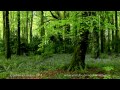 8 Hours Relaxing Nature Sounds for Studying-Birdsong Relaxation-Bird Singing