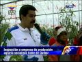 26 mil hectáreas son aprovechadas para la producción agricola en Valle de Quíbor