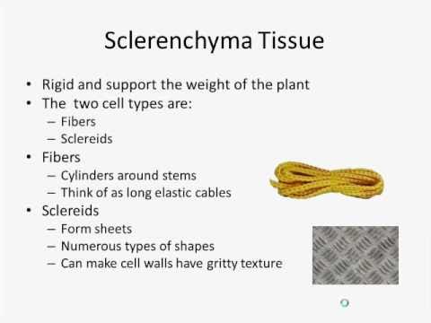 building a cell from its component parts volume 128 methods in cell biology