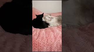 Чёрная Кошка И Белый Кот Вылизывают Друг Друга