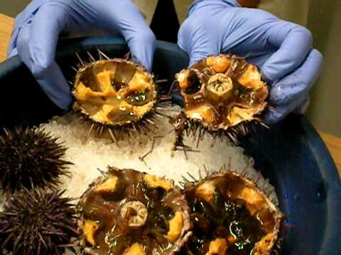 D111L Dissecting a Sea Urchin - YouTube