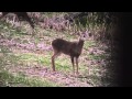 Watch Cold Weather Maryland Deer Hunt: Firearms Opener with the GunCaseBlanket® Video