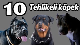 Dünyanın 10 Tehlikeli Köpekler Köpek Pitbull Rottweiler Alman Kurdu Dogs Köpekler