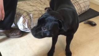 Ruby The Staffy Sharing An Apple