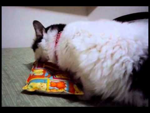 Meow, What Pawsome is Christmas!! Meow, What Pawsome is Christmas!!