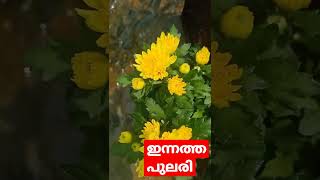 പുലരി