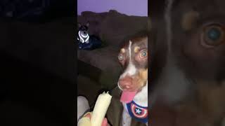 Rat Terrier Brutus Eating A Bananas
