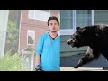 Bear Crashes Through Skylight And Eats Family's Cupcakes