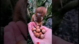 Sevimli Sincap 100 Fındık Depoladi