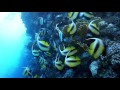 Amazing Dive Red Sea Plongee Extraordinaire Mer Rouge