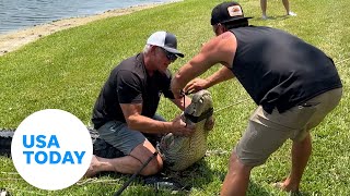 Video Shows 11-Foot Gator Removed From Apartment Complex Pond #Shorts