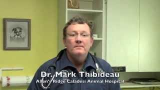 Veterinarian Dunedin FL 34698  Flea and Heartworm Treatment Full Service Animal Hospital