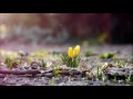 Тихое время с Живой Жизнью: от Луки 20:27–40 (30032017) Тихое время с Живой Жизнью: от Луки 20:27–40 (30032017)
