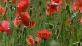 Hasan Kılıçatan - Ya Hayy
