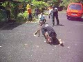 Ular Tedung Selar King Of Cobra images Ular Tedung Selar King Of Cobra