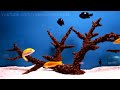 Videos For Your Cat - Fish Tanks (Trigger Fish, Yellow Wrasse, Domino Damsel)
