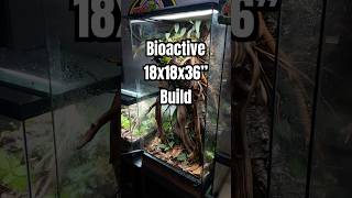 How To Build A Bioactive 18X18X36 Zoomed Skyscr