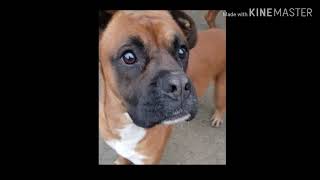 Cute dogs and puppies