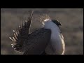 The Sage Grouse