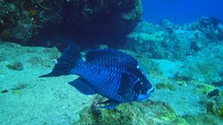 Scarus Coelestinus