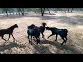 goat vs big goat crossing video II amazing goat crossing video