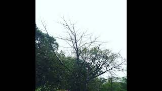 Sadness - Rain (Full album)