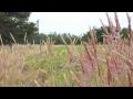 High Hopes - Neil Halstead