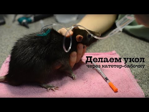 Как сделать крысе укол подкожно в Как сделать крысе укол подкожно в