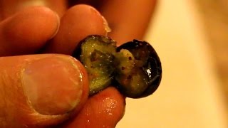 Plant Blueberries From Your Own Seeds Plant Blueberries From Your Own Seeds