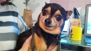 The Smallest, Funniest Dogs On Earth Best Funny Chihuahuas Videos