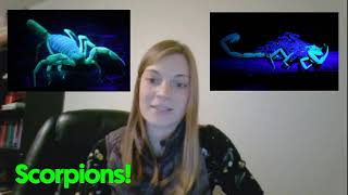 Scorpiones