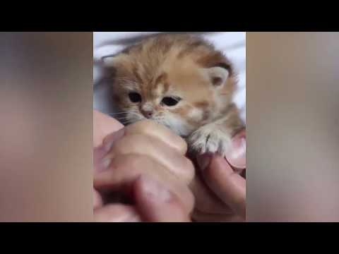 Being Too Happy | Very Funny Cat Videos