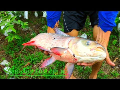 Du lịch miền Tây- trãi nghiệm chày lưới-dính cá khủng-giangcoi vi logs-tâp 2