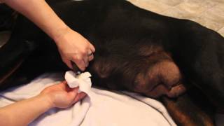 Rottweiler Dog Mastitis - Mastitis in dogs