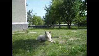 Watch Husky Rescue Last Dance video