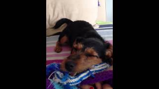 Dog In Sleep - German Hunting Terrier - Emma