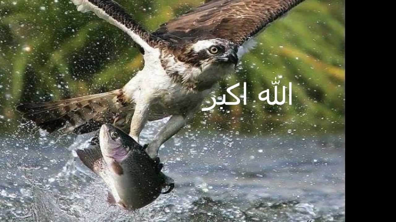 Птицы которые ловят рыбу