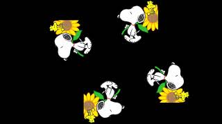 1MT5tJqM3os Video Image