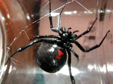 Huge Black Widow Spider - YouTube