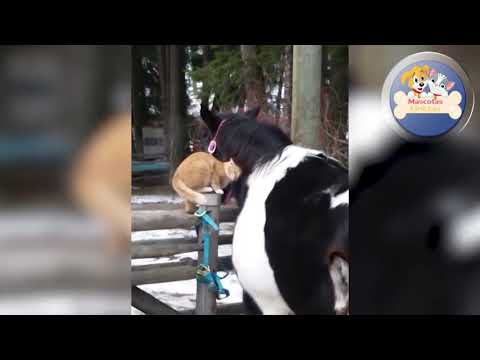 Funny CATS Videos Compilation 8 hd