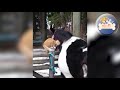 Funny CATS Videos Compilation 8 hd