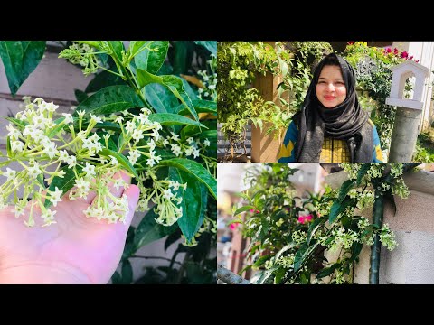 Raat ki rani(night blooming jasmine) Best summer plant or raat ki rani pe Snake kiu atay hain..