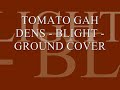 TOMATO GARDENS - BLIGHT - GROUND COVER