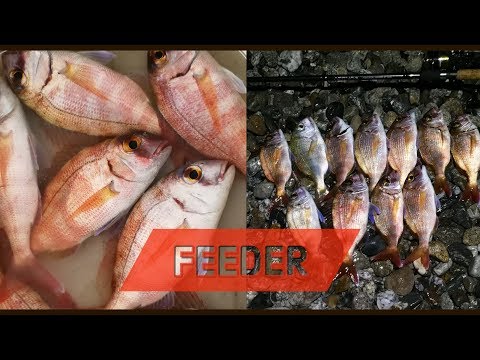 ClipAngler - FEEDER IN MARE AI PAGRI volume 2 - pescata con live strike e tante catture