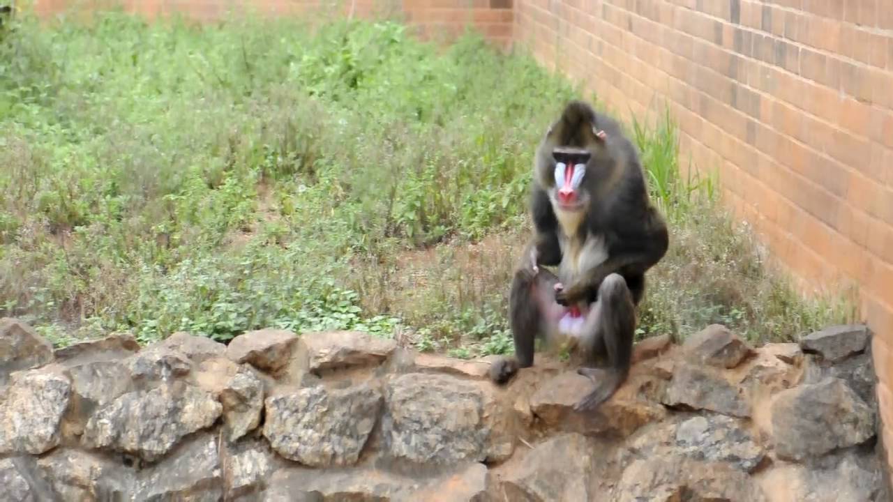 Видео Дроч Писюна